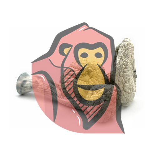 dried APE magic mushrooms 8 g