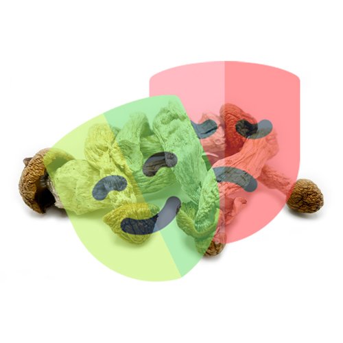 dried Enigma magic mushrooms 8 g